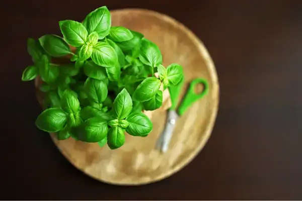 Quais ervas crescem mais rápido em hidroponia e dão menos trabalho