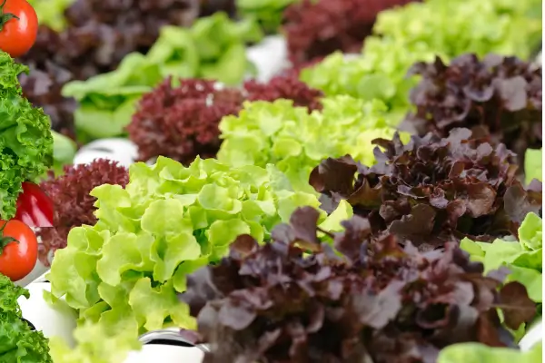  Quais folhas rendem mais colheitas em pouco espaço