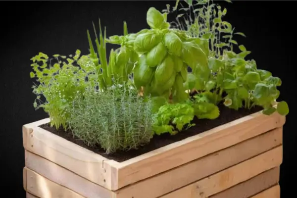 Combinações de temperos que você pode plantar lado a lado