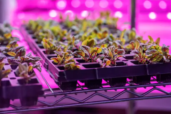 Iluminação econômica para hortas dentro da lavanderia