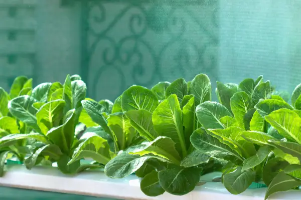 Como evitar umidade excessiva e manter tudo ventilado