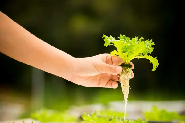 Estilo minimalista aplicado ao cultivo de hortas hidropônicas