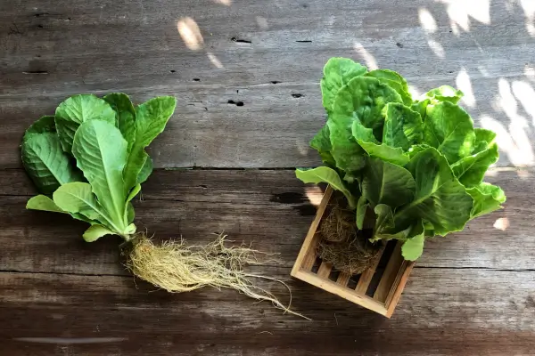 Soluções criativas para esconder tubulações e reservatórios